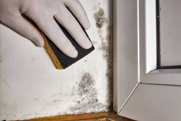 Best Mold Damage Restoration  in Perry Heights, OH